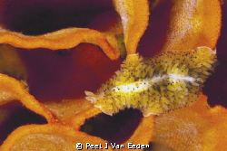 Carpet Flat Worm by Peet J Van Eeden 